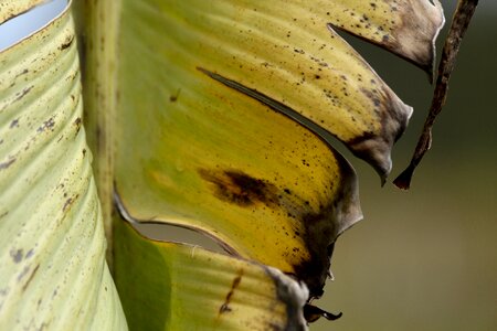 Banana green dry