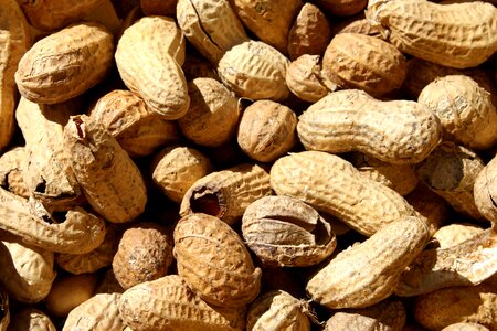 Peanuts seed 