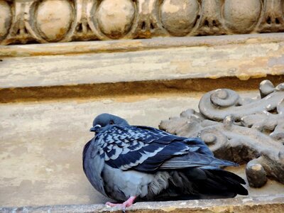 Facade pigeon wildlife photo