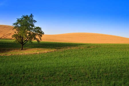 Landscape arable summer photo