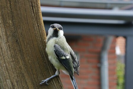 Sparrow bird fauna photo