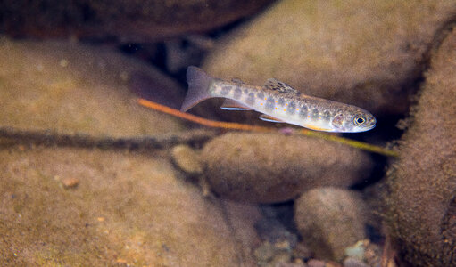 Brook Trout juvenile-3 photo