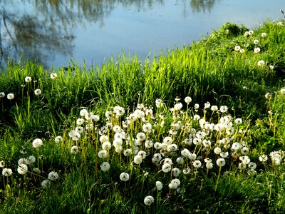 Dandelion photo