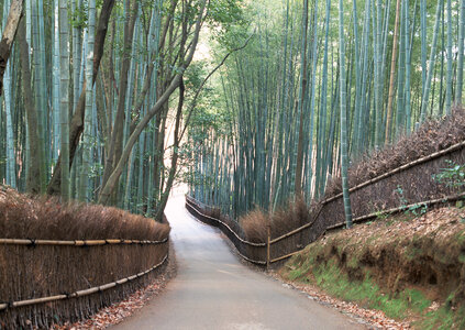 bamboo grove at Arashiyama, Kyoto Japan photo