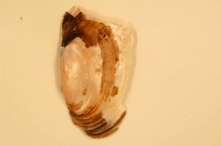 Leptodea fragilis (outside)