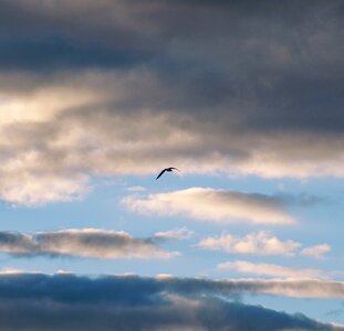 Animal bird cloud photo