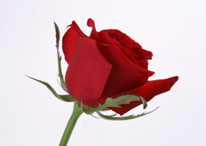 Single beautiful red rose photo
