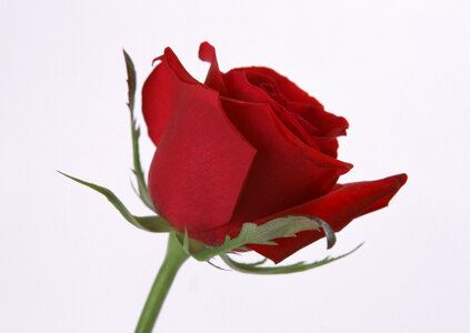 Single beautiful red rose