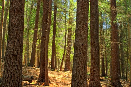 Bark branch climate photo