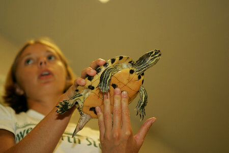 Girl handles a turtle photo