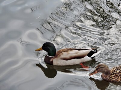 Ducks feather beak photo