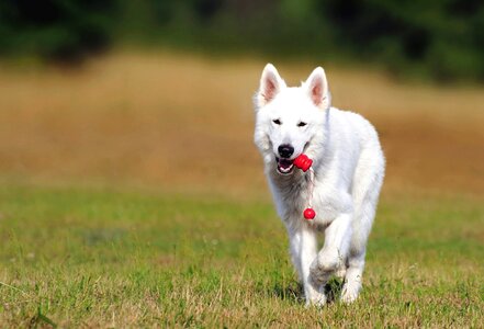 Animal beautiful photo canine