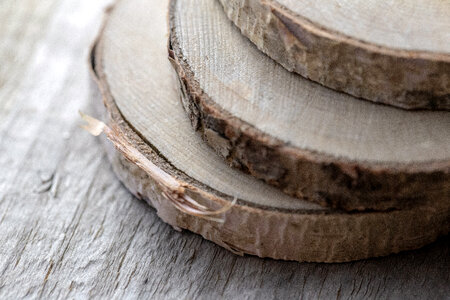 Birch Wood Slices photo