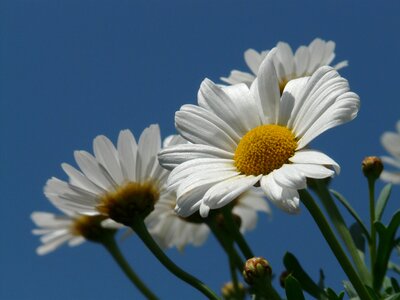 Dimorphotheca ecklonis leucanthemum flower photo