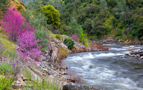 Rushing Stream in the spring with flowers on the shoreline photo