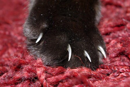 Animal cat claw photo