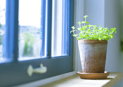 Indoor flower on the windowsill.vase, pot. curtains, tulle photo