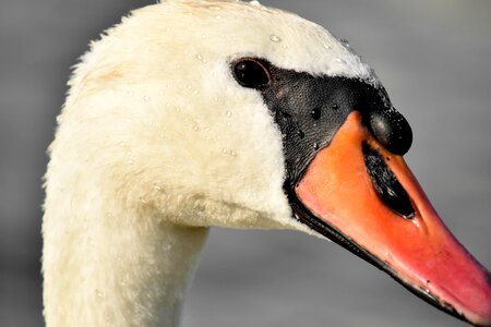 Beak beautiful photo close-up