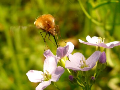 Bombyliidae fly diptera photo