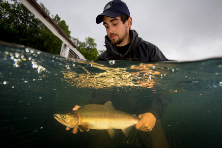 Biologist releases salmon-2 photo