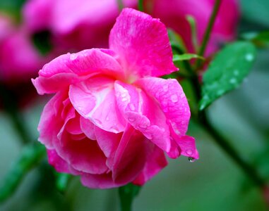 Blooming petals dew