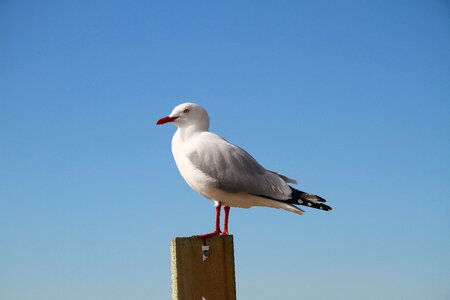 Bird nature gull
