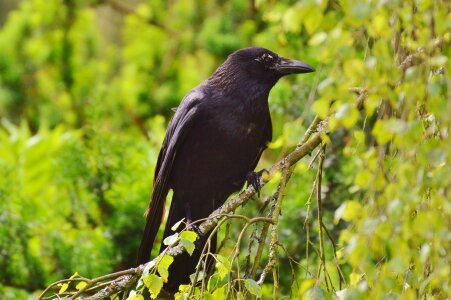 Black raven bird birds photo