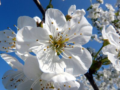 White blossom spring nature