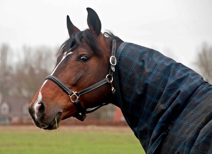 Beautiful Photo brown cavalry
