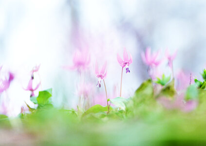 Grass in focus and lot of lily out of focus photo