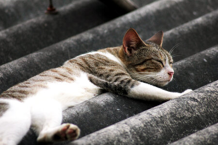 Cat Sleeping On Roof
