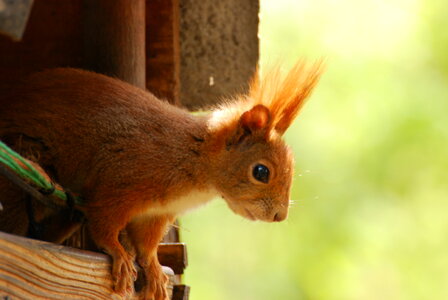 Squirrel looks out of a tiny house photo