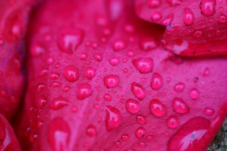 Drop of water summer flowers