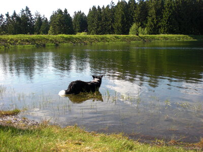 Dog in a lake photo