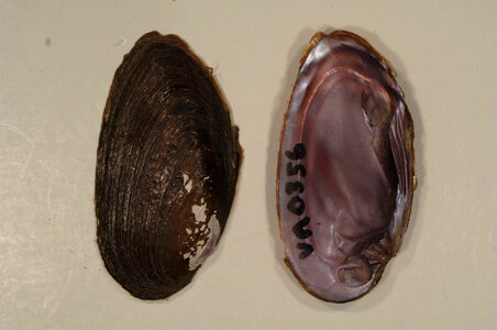 Elliptio dilatata-1