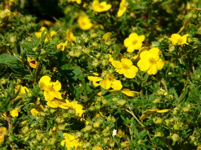 Hedge flowers yellow