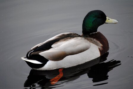 Bird wildlife river photo