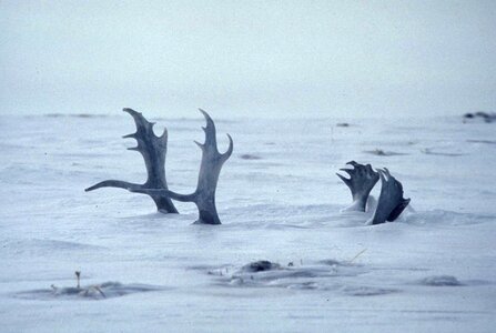 Deep deer snow