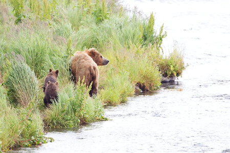 Kodiak brown bear with cub on the shoreline