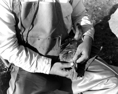 Historical Waterfowl Survey-2