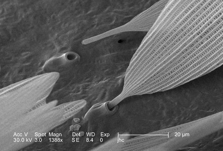 Moth order phylum