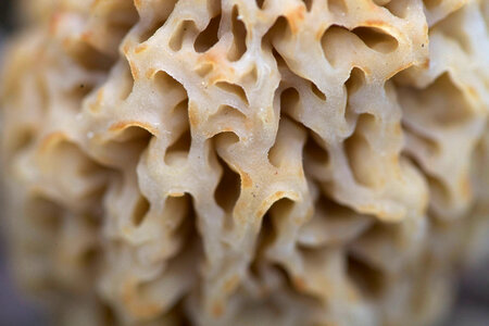 Morel Mushroom-1 photo