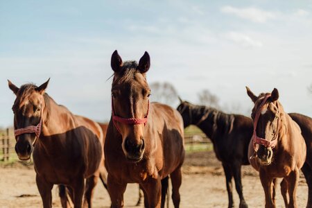 Brown horses three photo