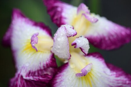 Beautiful beautiful flowers bloom