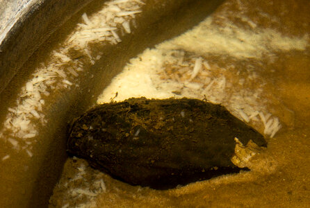 Purple bankclimber in captivity with glochidia