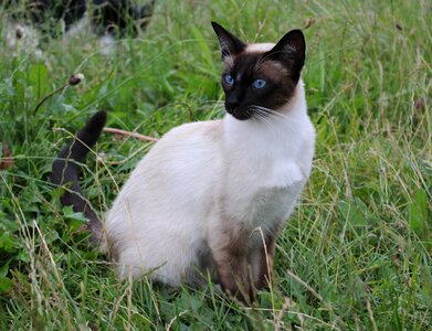 Breed cat felidae pet