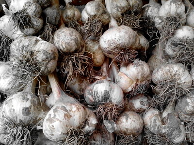 Food garlic greenery