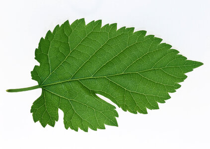 green fresh leaf photo
