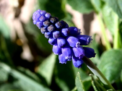 Flora flower flower garden photo