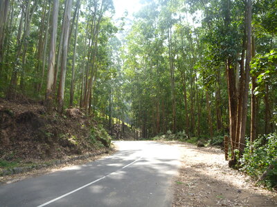 Beautiful Road Amid Trees photo